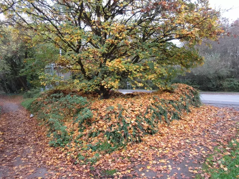 Autumn leaves
